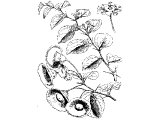 Thorn (Apaliurus aculeatus), common in Galilee